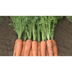 {ProductImgDescription}